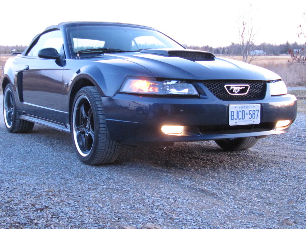 Name:  mustang016.jpg
Views: 87
Size:  182.3 KB