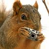 Gone in 51 seconds-squirrelcamera.jpg