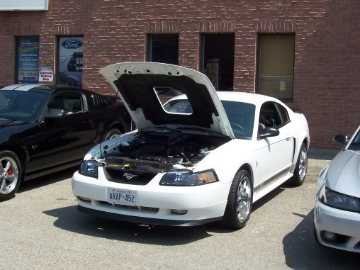 Name:  steeda040.jpg
Views: 54
Size:  50.3 KB