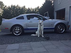 Securing Rear Valance-mustang-gt-day-after-mars-rear-fender-repair.jpg