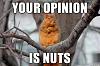 New member-funny-squirrel-meme-your-opinion-nuts-picture.jpg