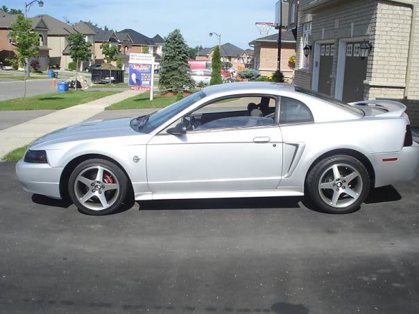 Name:  stang1.jpg
Views: 16
Size:  48.9 KB