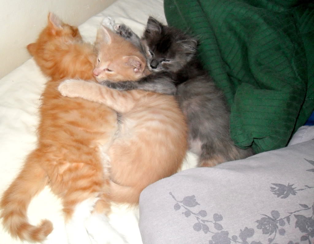 Name:  SDC11010.jpg
Views: 66
Size:  124.9 KB