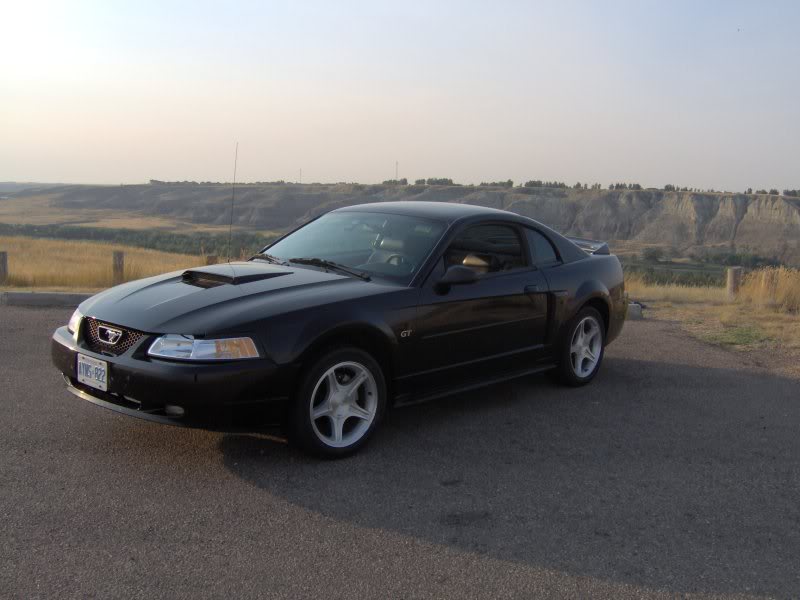Name:  mustang1.jpg
Views: 170
Size:  52.4 KB